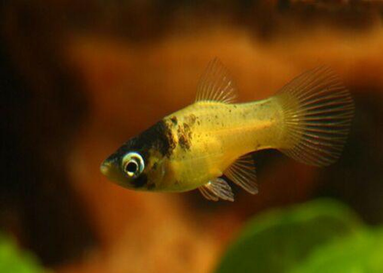 thumbnail image 2 of Mixed Blue Platy – 10 Pack Live Tropical Freshwater Aquarium Fish 2 of 2