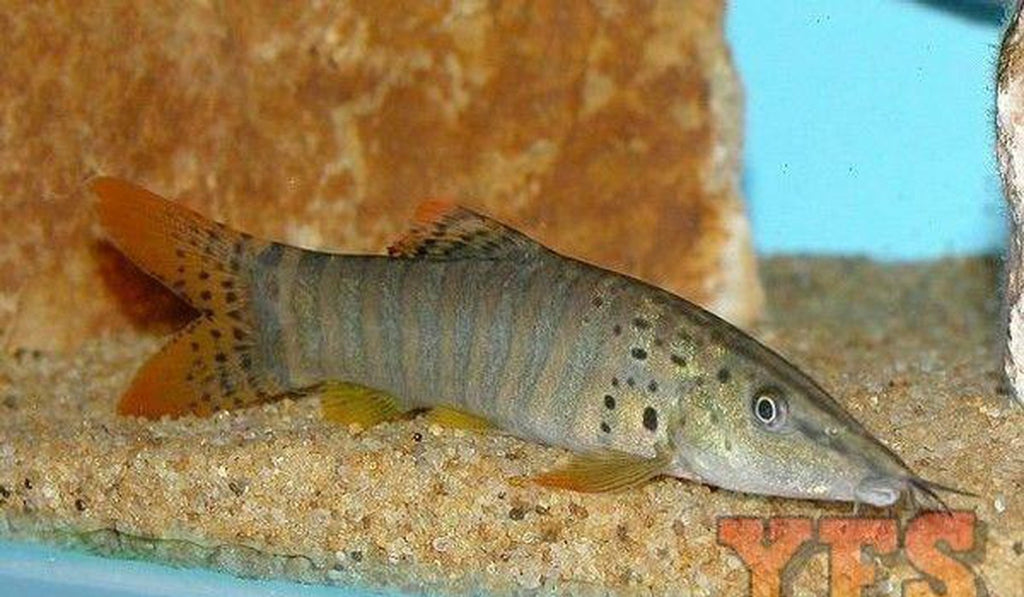 X10 Berdmore Loach Sml/Med 1" - 1 1/2" - Fish Freshwater - Bulksave Free Shipping