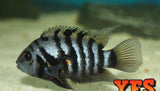 X10 Black Convict Cichlids - 1" - 2" Each - Freshwater Fish-Freshwater Fish Package-www.YourFishStore.com
