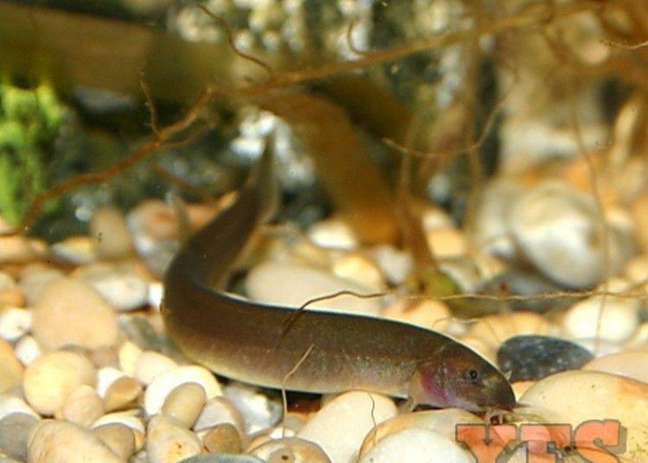 X10 Black Kuhlii Loach Sml/Med 1" - 1 1/2" - Fish Freshwater-Freshwater Fish Package-www.YourFishStore.com