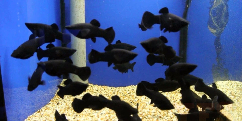 X10 Black Molly Fish Sml/Med 1" - 2" Each - Freshwater Fish