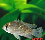 X10 Blue Acara Cichlids - 1" - 2" Each - Freshwater Fish-Freshwater Fish Package-www.YourFishStore.com