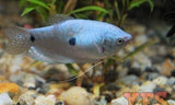 X10 Blue Gourami Package - Fish Live Sml/Med Bulk-Anabantoid - Gourami-www.YourFishStore.com