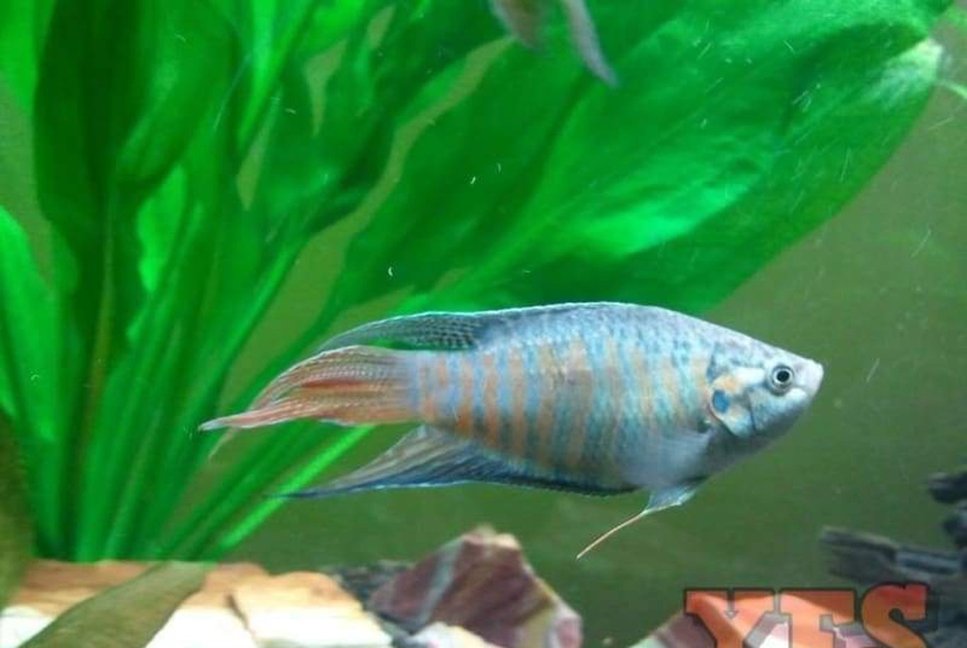 X10 Blue Paradise Package - Fish Live Sml/Med Bulk Save-Anabantoid - Gourami-www.YourFishStore.com