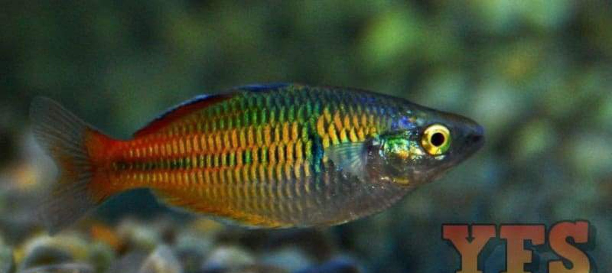 X10 Boesemani Rainbow Fish Freshwater Sml/Med Package *Bulk Save only