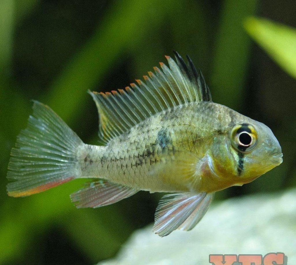 X10 Bolivian Ram Cichlid Sml/Med 1" - 2" Each Freshwater Fish-Freshwater Fish Package-www.YourFishStore.com