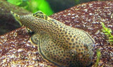 X10 Borneo Sucker Fish Sm/Med - Aprox 3/4"-1 1/2 " -Freshwater Fish Package-www.YourFishStore.com