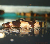 X10 Bumblebee Catfish Sml/Med 1" - 2" Each Freshwater Fish-Freshwater Fish Package-www.YourFishStore.com