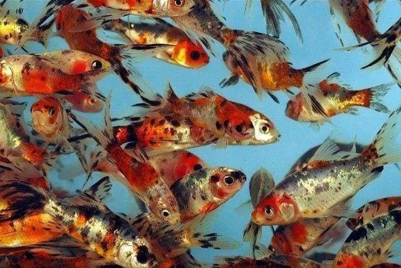 X10 Calico Shubkin Goldfish Med Approx 2" - 3" Each - Package Free Shipping-Freshwater Fish Package-www.YourFishStore.com