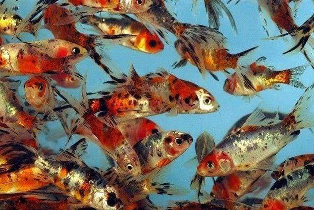X10 Calico Shubkin Goldfish Med Approx 2" - 3" Each - Package Free Shipping