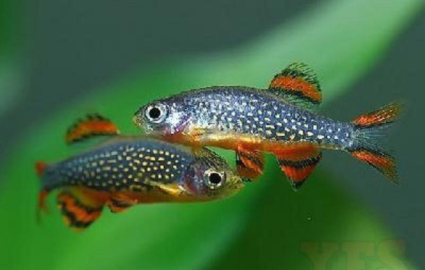 X10 Celestial Danio - Minnows-Freshwater Fish Package-www.YourFishStore.com