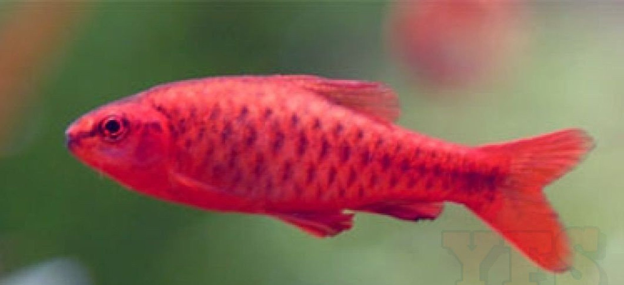 X10 Cherry Barb Fish Package-Freshwater Fish Package-www.YourFishStore.com