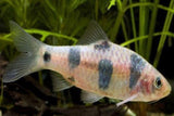 X10 Clown Barb Fish Package-Freshwater Fish Package-www.YourFishStore.com