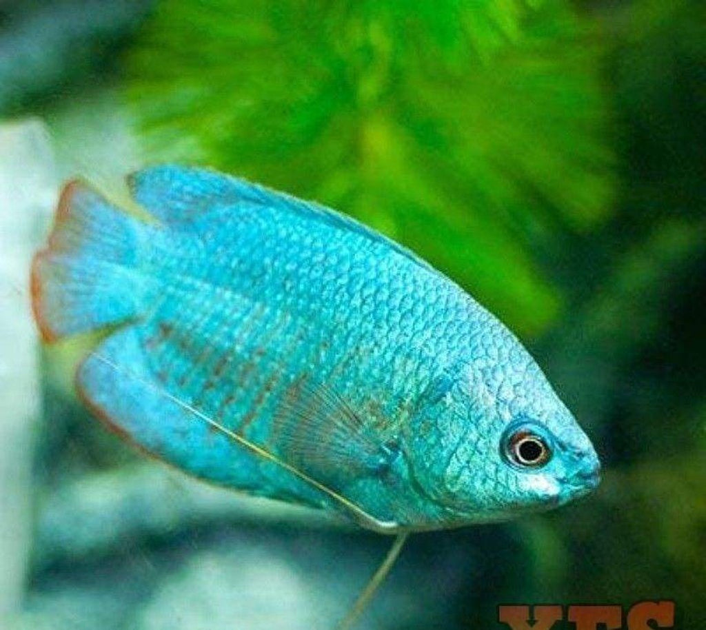 X10 Cobalt Blue Dwarf Gourami Package Fish Live Sml/Med Bulk Save