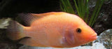 X10 Colored Red Devil Cichlid South American Sml/Med 1"-2" Fresh Water-Freshwater Fish Package-www.YourFishStore.com