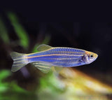 X10 Cosmic Blue Glofish Tetra - Live Fresh Water Glow Glo Fish-Freshwater Fish Package-www.YourFishStore.com