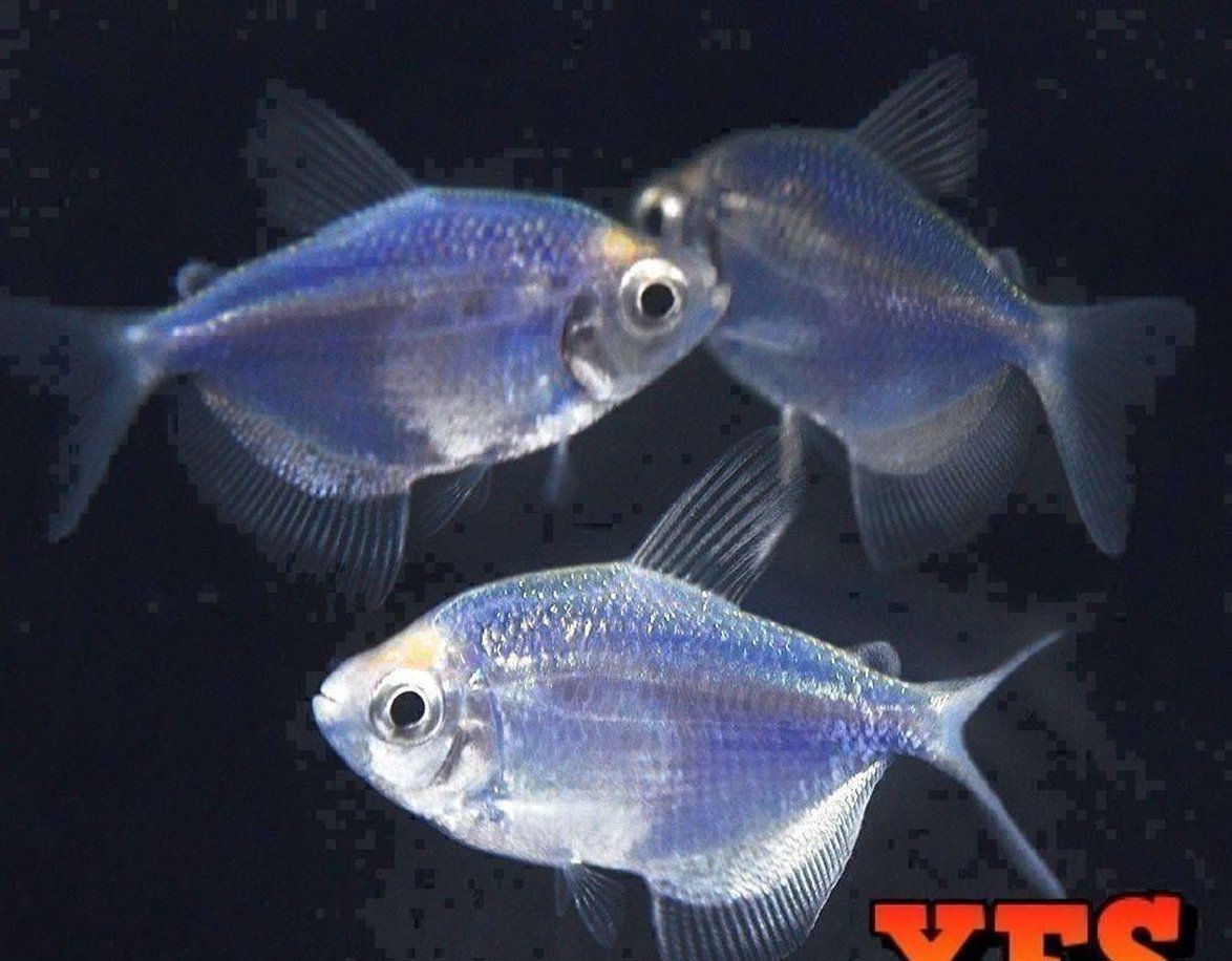 X10 Cosmic Blue Glofish Tetra - Live Fresh Water Glow Glo Fish-Freshwater Fish Package-www.YourFishStore.com
