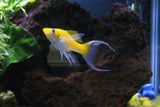 X10 Creamsicle Molly Fish Sml/Med 1" - 2" Each - Freshwater Fish-Freshwater Fish Package-www.YourFishStore.com