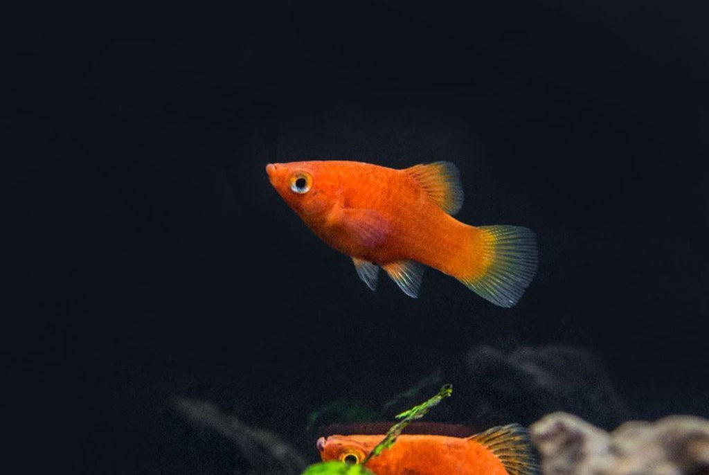 X10 DWARF RED CORAL PLATY LIVE FISH PACKAGE - FREE SHIP - BULK SAVE
