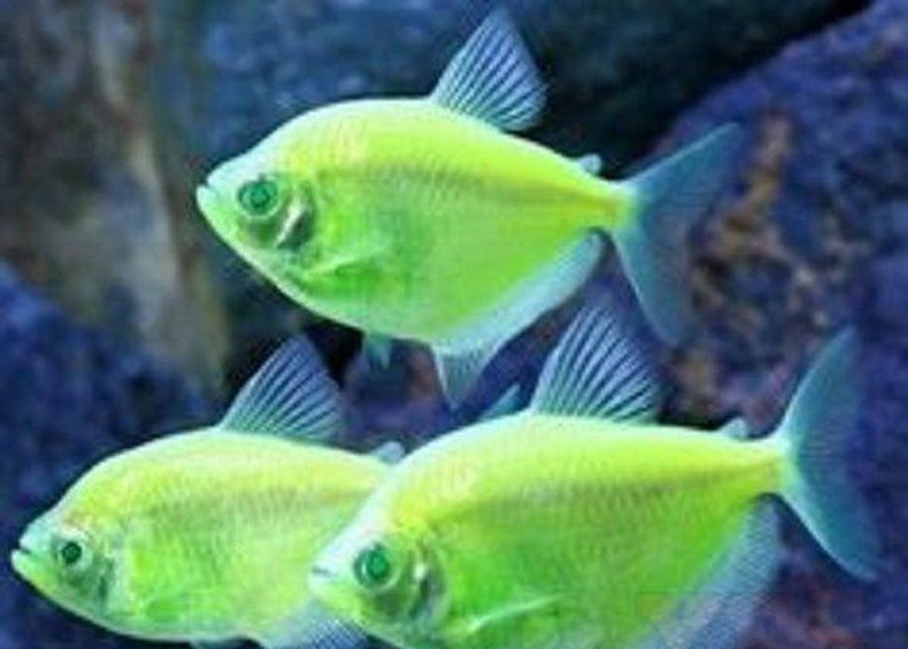 X10 Electric Green Tetra - Live Fresh Water Glow Glo Fish