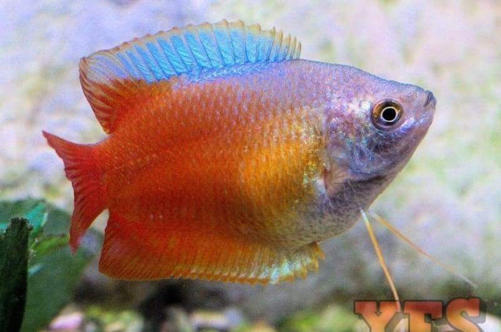 X10 Flame Dwarf Gourami Package Male Fish Live Sml/Med Bulk Save
