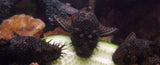 X10 Florida Bristlenose Pleco Sm/Med 1" - 1 /2" Tank Cleaners! Free Shipping-Freshwater Fish Package-www.YourFishStore.com