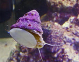 X10 Free Astrea Turbo Snail Add On *Share And Receive Free*-SHARE_FREE-www.YourFishStore.com