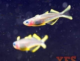 X10 Furcata Rainbow Freshwater Fish Package *Bulk Save-Rainbowfish-www.YourFishStore.com