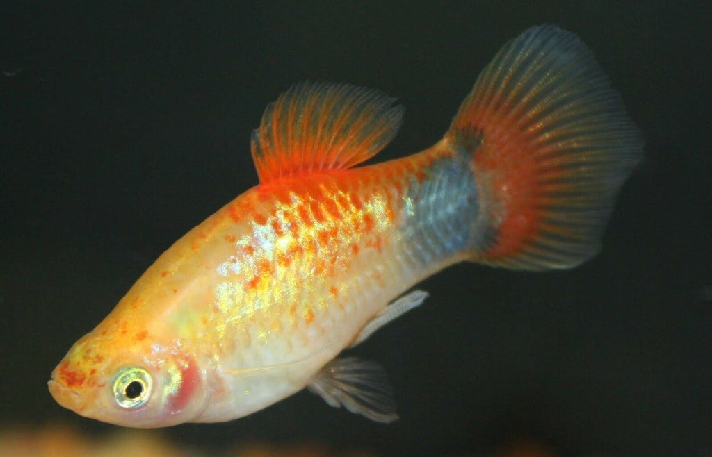 X10 GOLD CRESCENT PLATY LIVE FISH PACKAGE - FREE SHIP - BULK SAVE