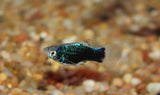 X10 GREEN LANTERN PLATY LIVE FISH PACKAGE - FREE SHIP - BULK SAVE-Livebearer - Platy-www.YourFishStore.com