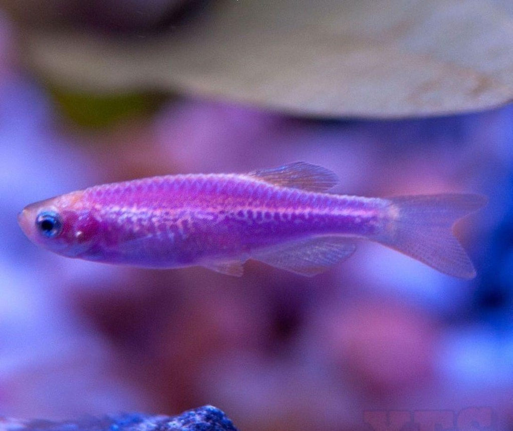 X10 Galactic Purple Danio - Live Fresh Water Glow Glo Fish