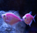 X10 Galactic Purple Tetra - Live Fresh Water Glow Glo Fish-Freshwater Fish Package-www.YourFishStore.com
