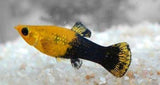 X10 Gold Panda Molly Fish Sml/Med 1" - 2" - Freshwater Fish Free Shipping-Freshwater Fish Package-www.YourFishStore.com