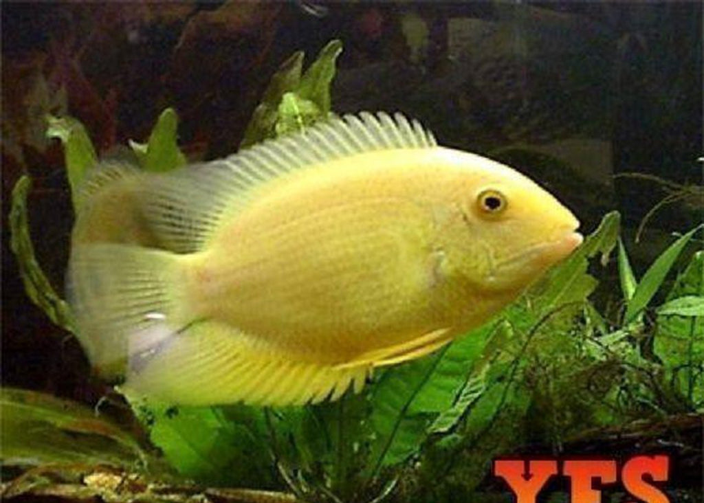 X10 Gold Severum Cichlids Sml/Med 1" - 2" Each + x10 Assorted Freshwater Plants -Freshwater Fish