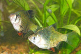 X10 Green Platinum Barb Fish Package-Freshwater Fish Package-www.YourFishStore.com