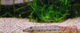 X10 Horseface Loach Sml/Med 1" - 1 1/2" - Fish Freshwater-Freshwater Fish Package-www.YourFishStore.com