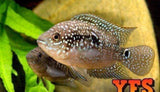 X10 Jack Dempsey Cichlids Sml/Med Package + x10 Assorted Plants-Freshwater Fish Package-www.YourFishStore.com