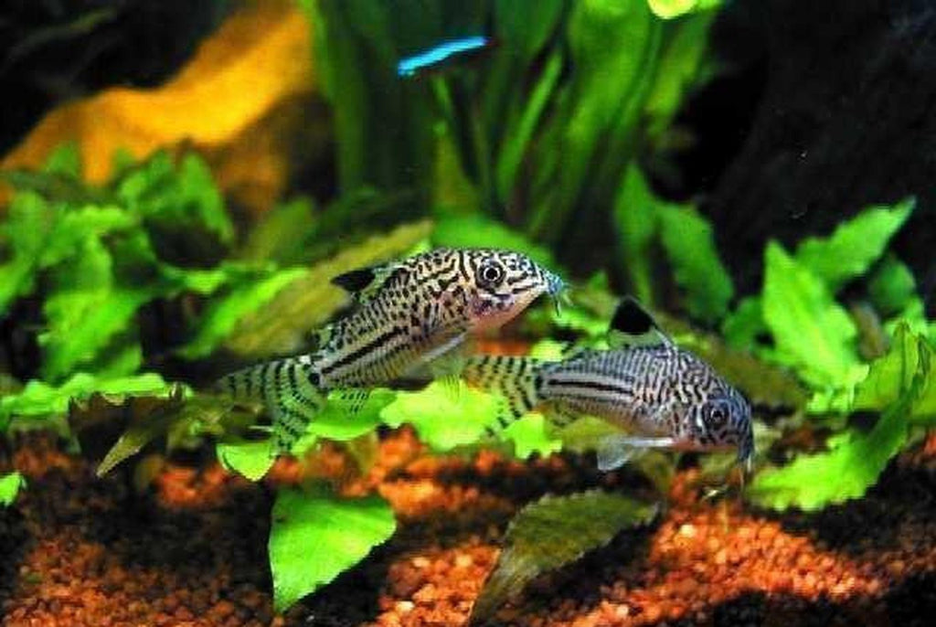 X10 Julii Corydoras Sml/Med 1" - 2" Each - Freshwater Fish