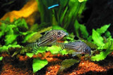 X10 Julii Corydoras Sml/Med 1" - 2" Each + x10 Assorted Freshwater Plants - Freshwater Fish-Freshwater Fish Package-www.YourFishStore.com