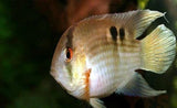 X10 Keyhole Cichlid South American Sml/Med 1"-2" Fresh Water-Freshwater Fish Package-www.YourFishStore.com