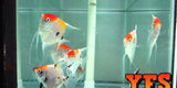 X10 Koi Angel South American Sml/Med 1"-2" Fresh Water-Freshwater Fish Package-www.YourFishStore.com