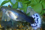 X10 Males / X10 Females - Blue Variegated Guppy Pair - Fish Live-Freshwater Fish Package-www.YourFishStore.com