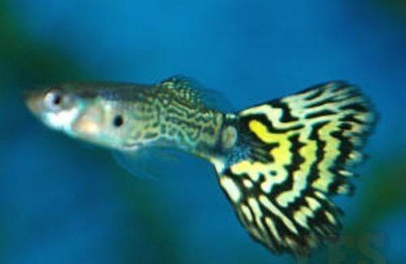 X10 Males / X10 Females - Green Cobra Delta Guppy Pair-Freshwater Fish Package-www.YourFishStore.com