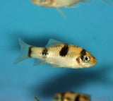 X10 Melon Barb Fish Package-Freshwater Fish Package-www.YourFishStore.com