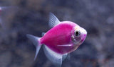 X10 Moonrise Pink Tetra - Live Fresh Water Glow Glo Fish-Freshwater Fish Package-www.YourFishStore.com
