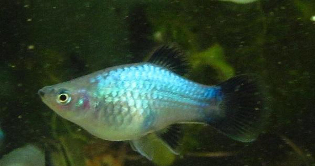 X10 NEON BLUE WAG PLATY LIVE FISH PACKAGE - FREE SHIP - BULK SAVE