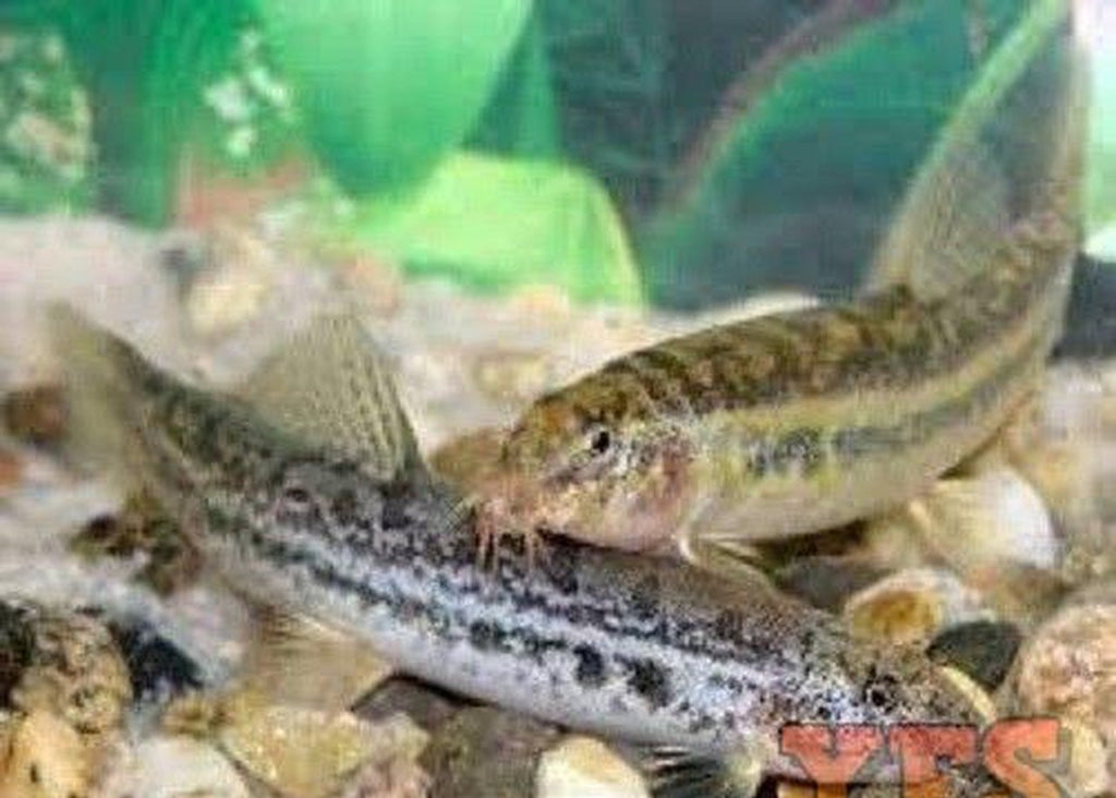 X10 Peppered Loach Sml/Med 1" - 1 1/2" - Fish Freshwater
