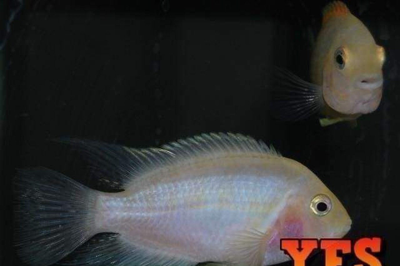 X10 Pink Convict Cichlids Sml/Med 1" - 2" Each Freshwater Fish-Freshwater Fish Package-www.YourFishStore.com