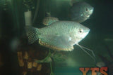 X10 Platinum Gourami Package Fish Live Sml/Med Bulk Save-Anabantoid - Gourami-www.YourFishStore.com
