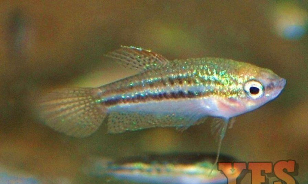 X10 Pygmy Pumilus Sparkling Gourami Package Fish Live Sml/Med